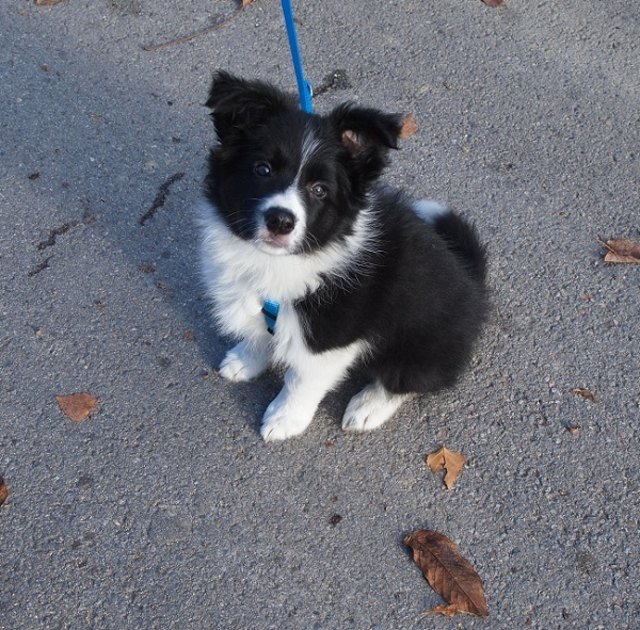 Unsere Border Collie Hündin Kayleigh
