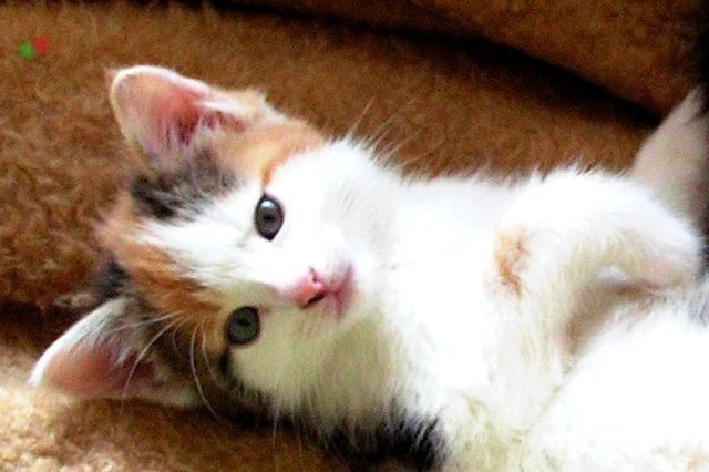 Mein Schatz, Jessica
