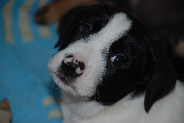Roxy