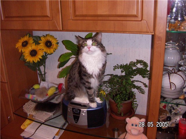 Kitty