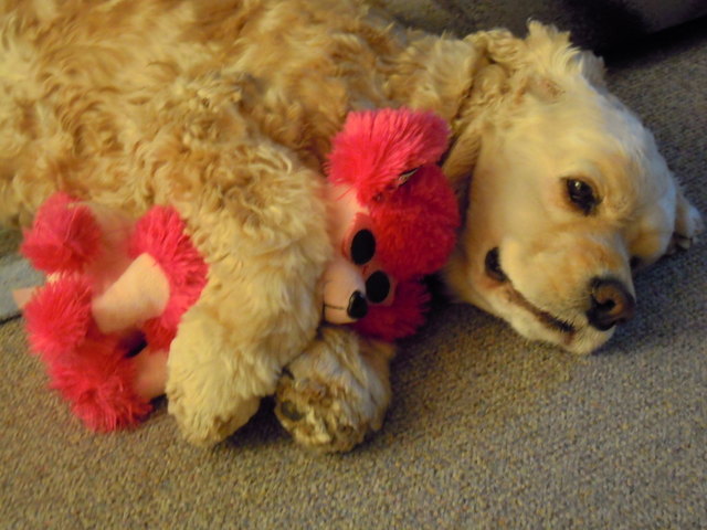 Unser Nicky mit seiner neuen Liebe