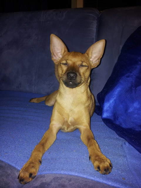 Upps Meine Kleine Jessy Glaubt Sie Ist Eine Spitzmaus