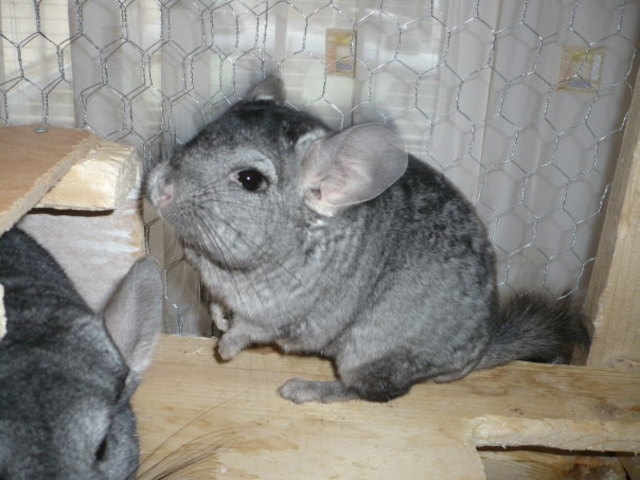 Böckchen