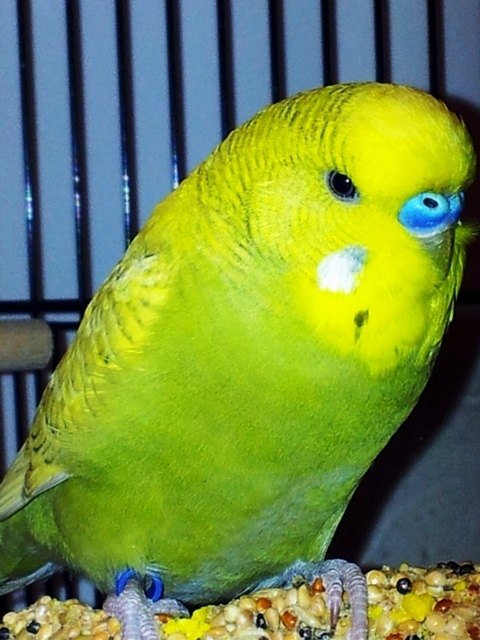 Papagei "Felek"