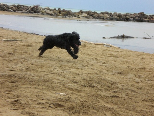 Lira beim toben am Strand!