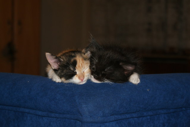 Die Katzenkinder "Lucky" & "Choice" beim gemeinsamen Mittagsschlaf