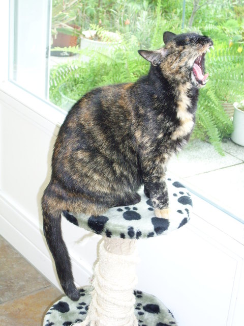 Miladinka, eine von den fünf Katzen meiner Freundin.