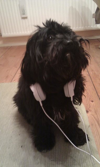 Unser Hund steht auch auf Musik ;)