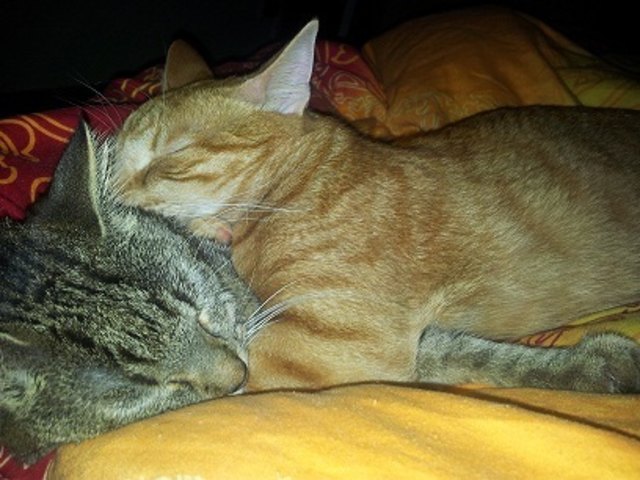 Santano und Diego beim Kuscheln..