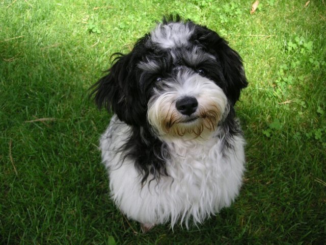 ich bin ein schmusehund!