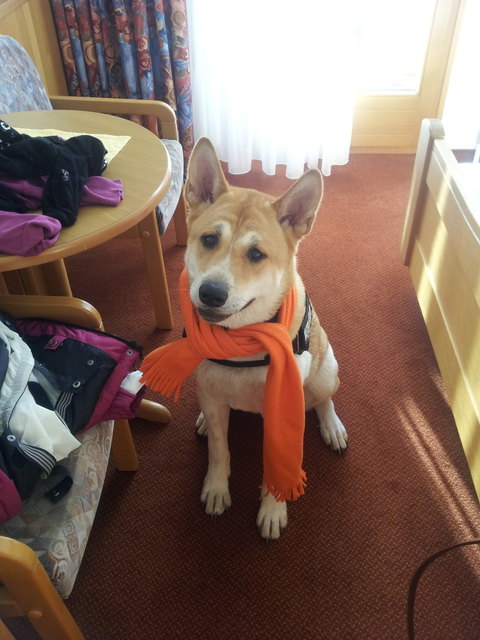Auch mein Hund bekommt einen Schal