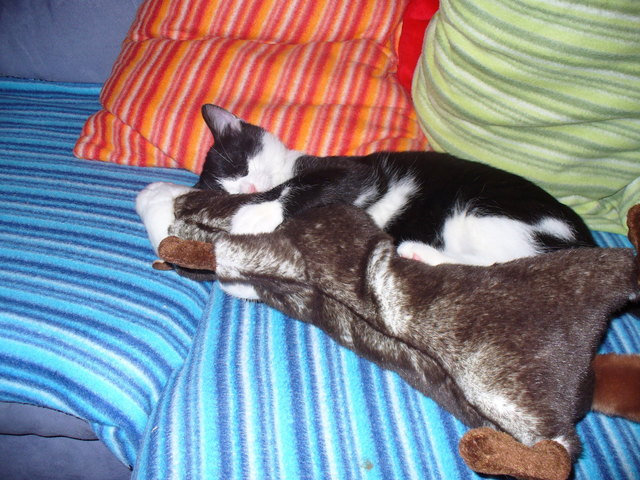 mein kuscheltier