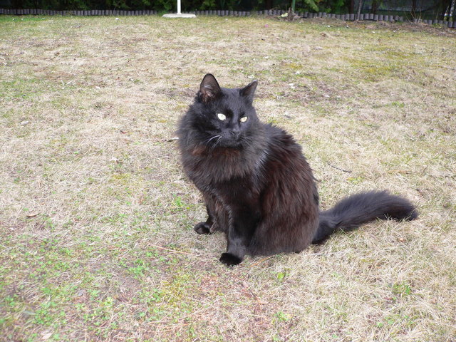 Thomas