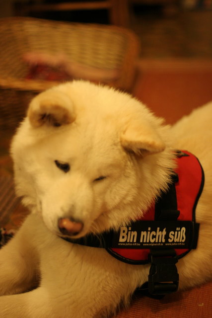 Hallo, ich bin Kubu, und nicht süß!!