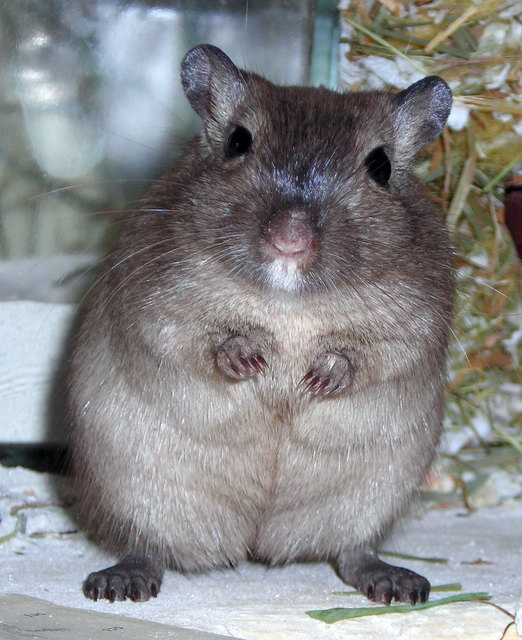 Balu die mongolische Wüstenrennmaus