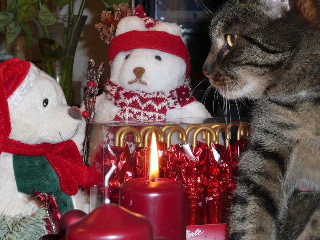 Pezzy´s Weihnachtsgruß