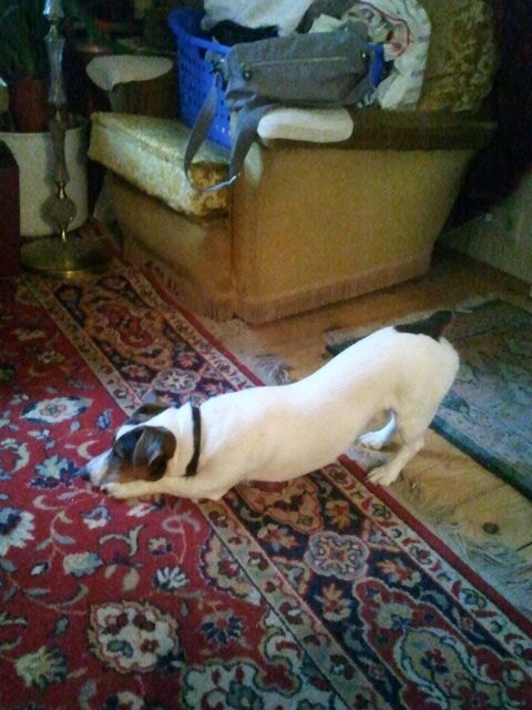 Jacky macht Yoga