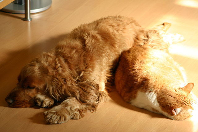 Das bin ich mit 3 Monaten und mein Name ist Robbie und mit meinem Freund Rudolf in derSonne Faullenzen !