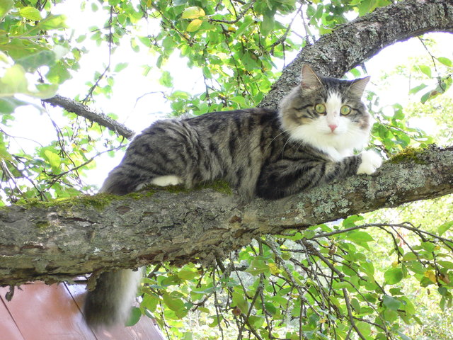 Kitty
