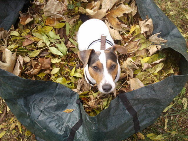 Jacky hilft im Garten : )