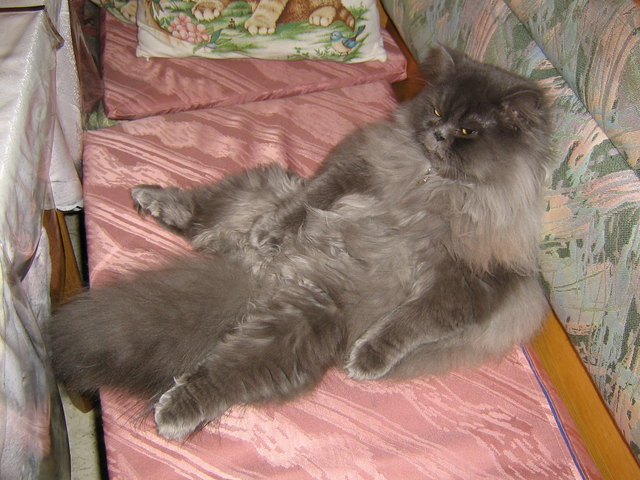 Shadow