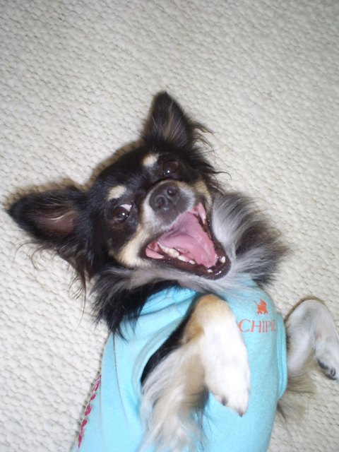 Idefix der immer freundliche Chihuahua