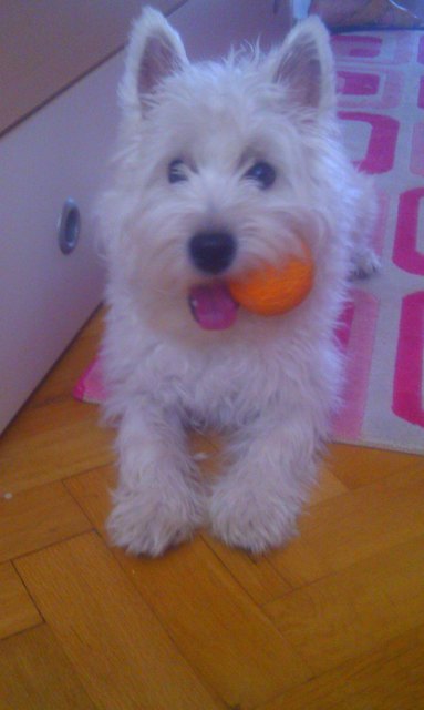 rico 1 jahr westi bub