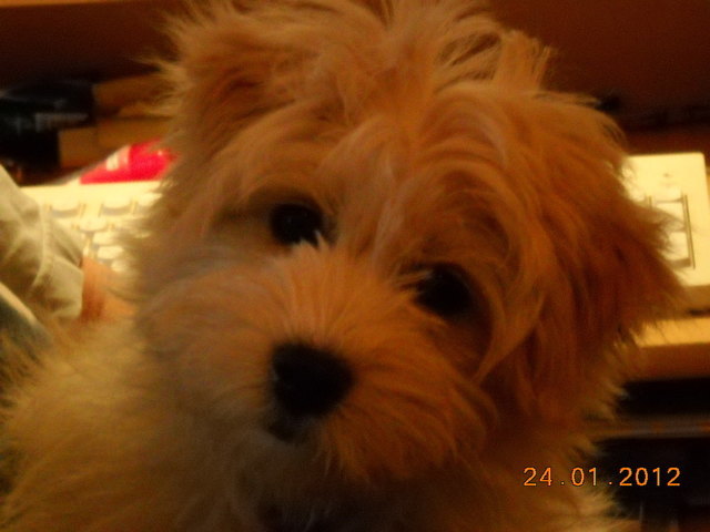 unser pezi bua !!