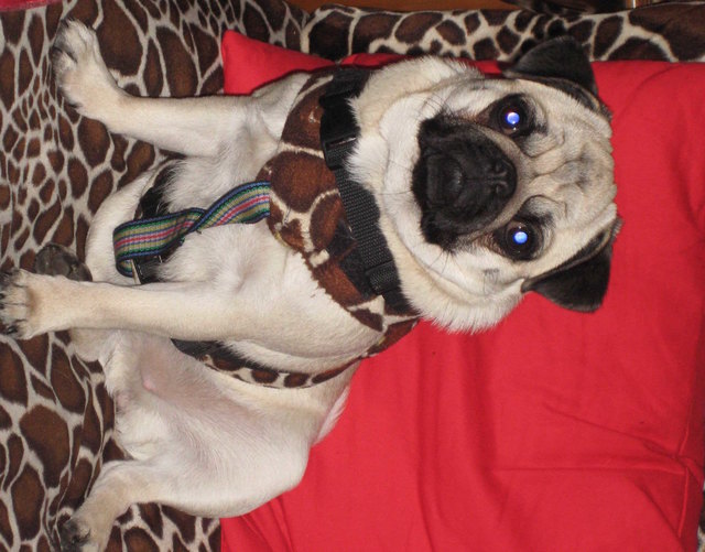Lola Mopsfidel