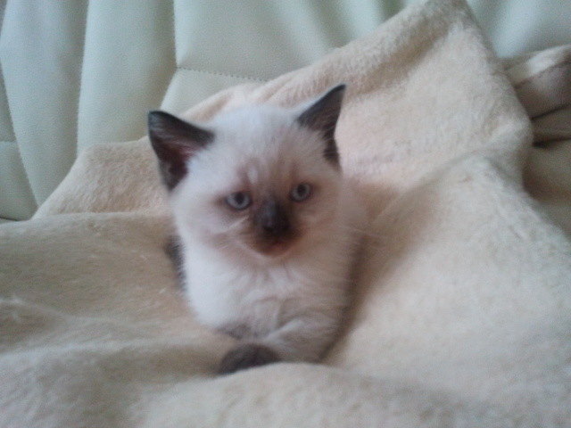 Mein kleiner Lauser Jimmy beim relaxen