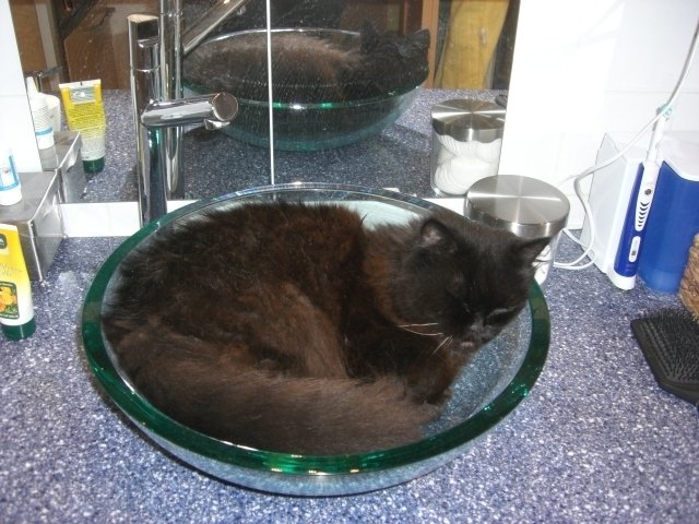 Kater Romeo im Waschbecken