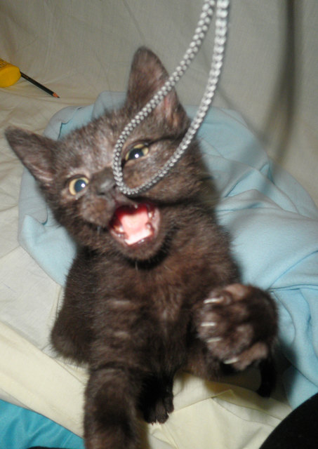 Killer-Katze