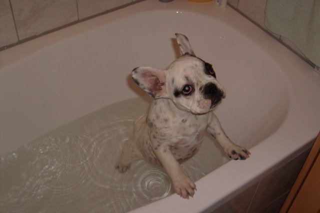 wasserratte shugar