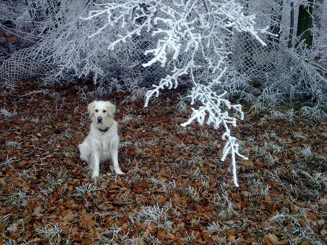Winterhund