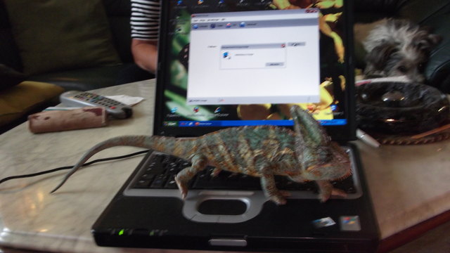 Unser Speedy beim surfen in Internet