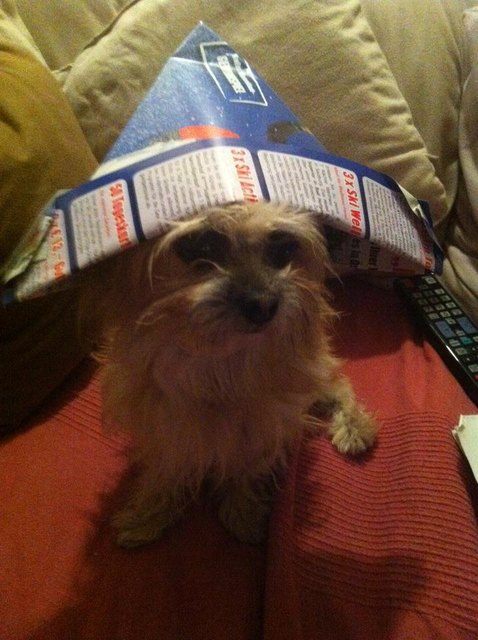Mein Momo, ein Chihuahua-Mix mit Hut.