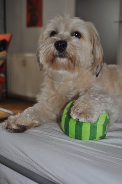 Hündin Amy beim Ballspielen