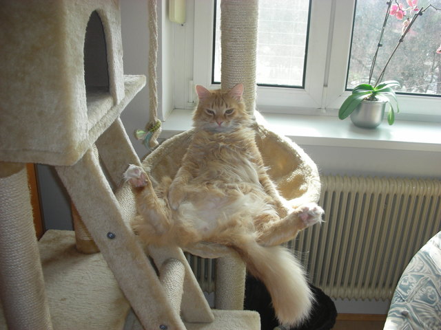 Rocco total relaxt :-)