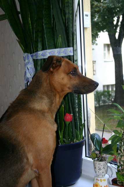 Wo ist mein Herrli nur geblieben?