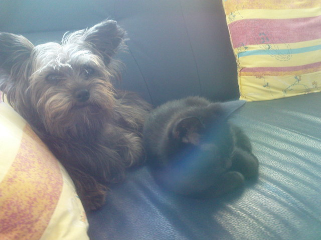 Wie Hund und Katz?