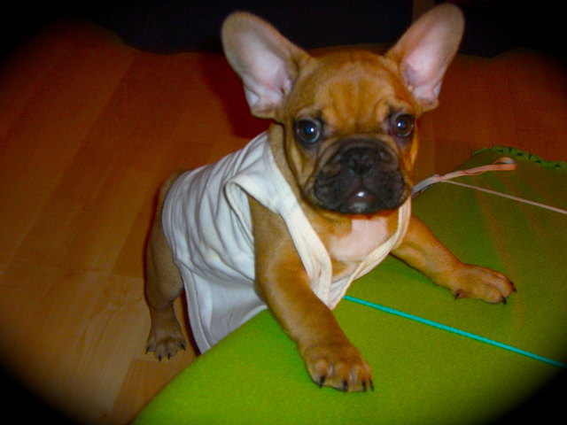 Mr. Gomez Carlos Costello! - 3 Monate Alt :)