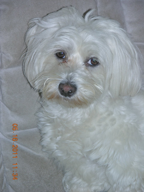 ChouChou meine treue Begleiterin