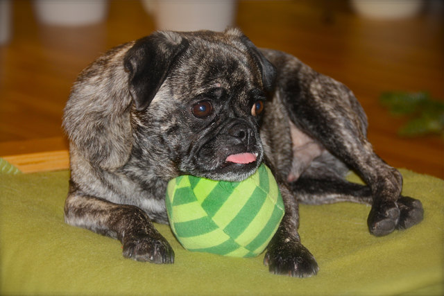 Mein Ball ist mein Ball!!! Gruss von Timmy