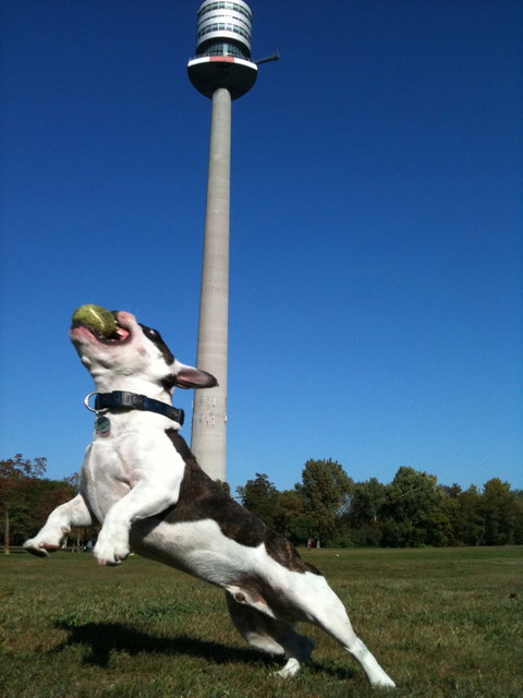 Elvis der Balljunkie