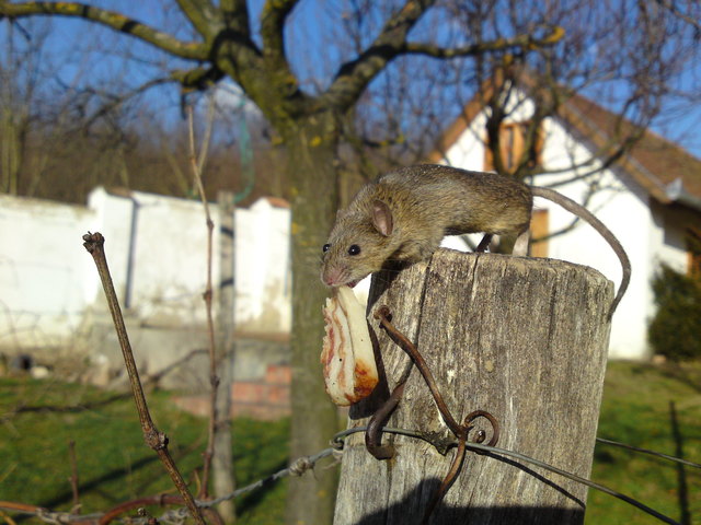 Im Jänner wollte ich meine gefiederten Freunde, die Krähen, mit Speck füttern. So schnell konnte ich gar nicht schauen, war das Pelztier da. Die Maus tanzt uns schon lange auf der Nase herum - jetzt kommen besonders fette Zeiten! Ich will mit meinem Beitrag gewinnen, um damit Vogelfutter zu kaufen.