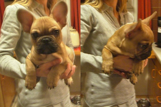 Der kleine Gomez! :)