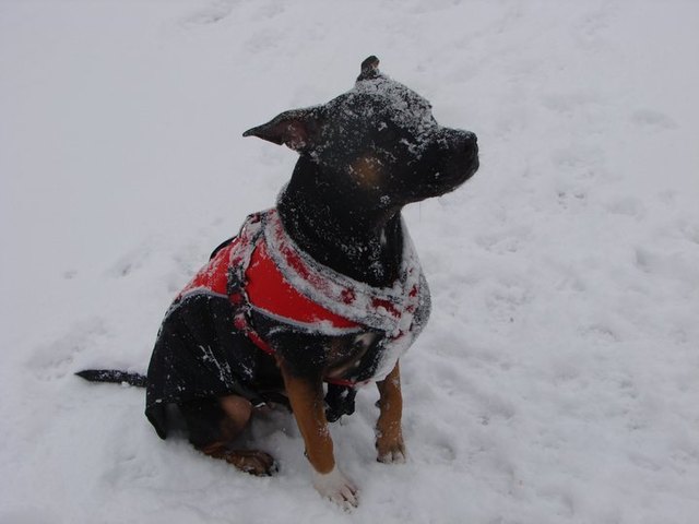 Naomi im Schnee :)