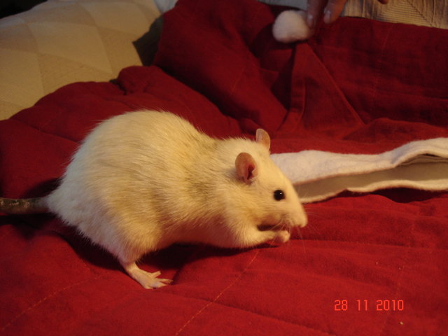 Vielgeliebtes Ratzi
