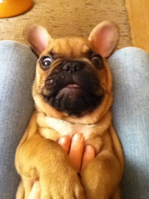 Unser kleine Gomez :)