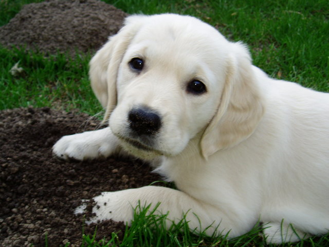 Sally, geboren am 4. Juli, auf Maulwurfjag